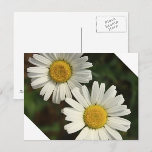 Sommerliche Blume Postkarte (Vorne/Hinten)