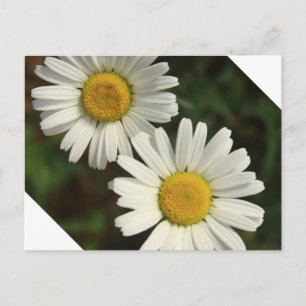 Sommerliche Blume Postkarte