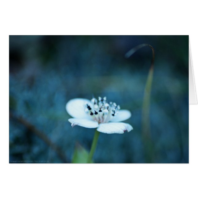 Sommerliche Erinnerungen (Vorderseite (Horizontal))
