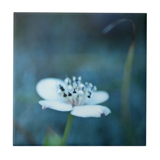 Sommerliche Erinnerungen Fliese (Vorderseite)