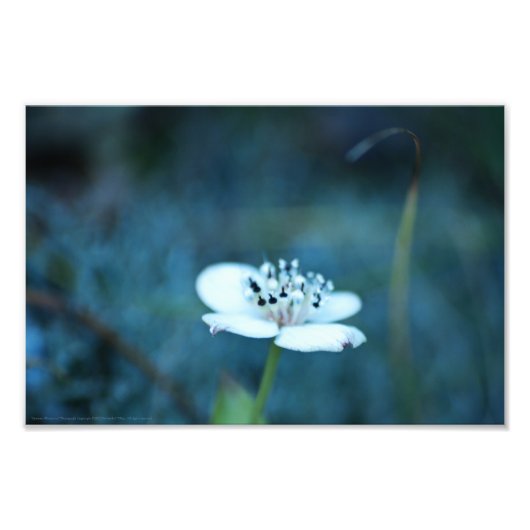 Sommerliche Erinnerungen Fotodruck (Vorne)