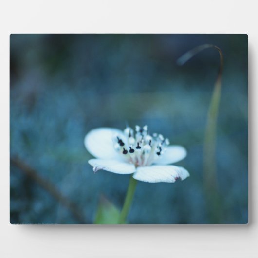 Sommerliche Erinnerungen Fotoplatte (Vorderseite)