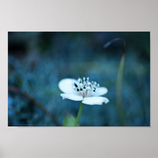 Sommerliche Erinnerungen Poster (Vorne)