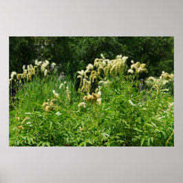 Sommerliche Pflanze im Park Poster