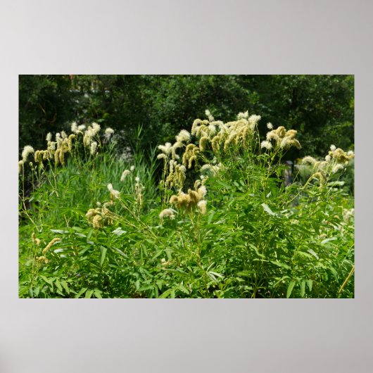 Sommerliche Pflanze im Park Poster (Vorne)