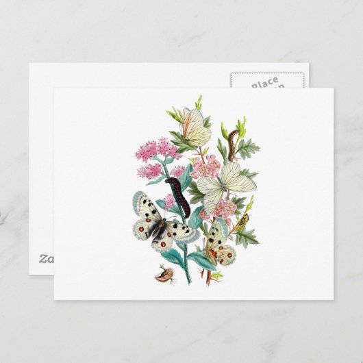 Sommermärsche Postkarte (Vorne/Hinten)