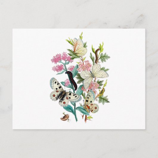 Sommermärsche Postkarte (Vorderseite)