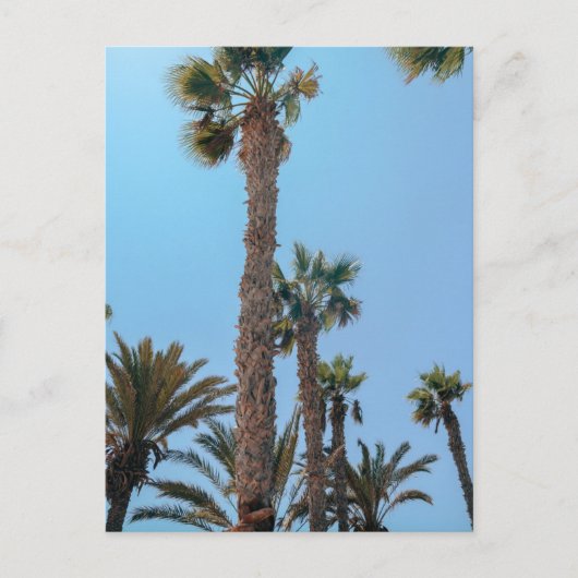 Sommerpalmen Postkarte (Vorderseite)