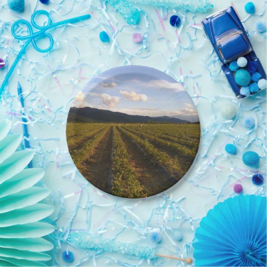 Sommerpapierplatte Pappteller (Party)