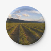 Sommerpapierplatte Pappteller (Vorderseite)