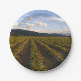 Sommerpapierplatte Pappteller