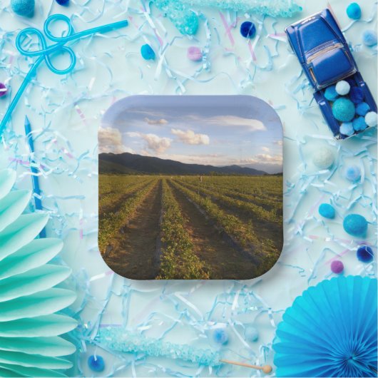 Sommerpapierplatte Pappteller (Party)