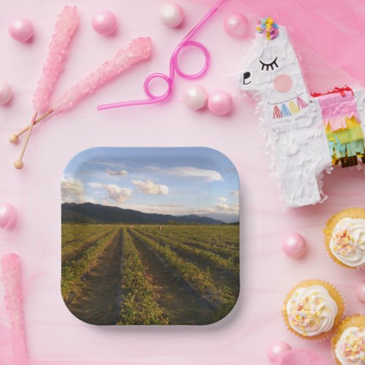 Sommerpapierplatte Pappteller (Party)