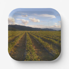 Sommerpapierplatte Pappteller