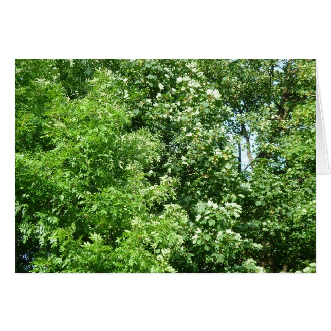 Sommerpause (Vorderseite (Horizontal))