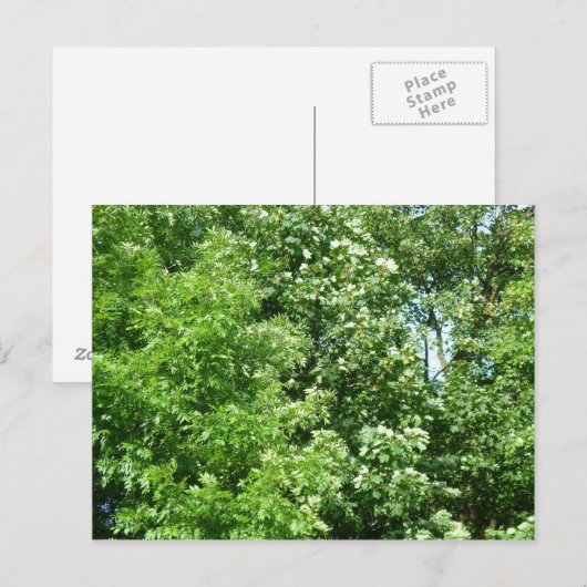 Sommerpause Postkarte (Vorne/Hinten)