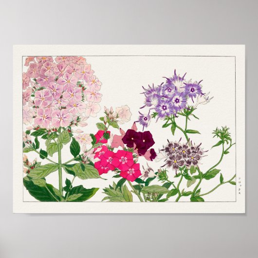 Sommerphlox von Tanigami Konan Poster (Vorne)
