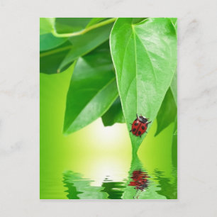 Sommerpostkarte Postkarte