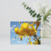 Sommerpostkarten gelbe Tiger-Lilien-Blumen blau Postkarte (Stehend Vorderseite)
