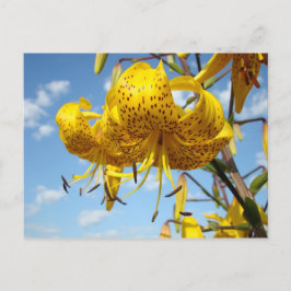 Sommerpostkarten gelbe Tiger-Lilien-Blumen blau Postkarte