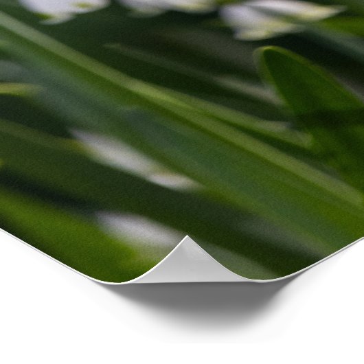 Sommerschneeflocken-weiße Blume Poster (Ecke)
