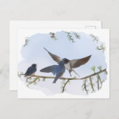 Sommerschwalben Postkarte (Vorne/Hinten)