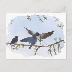Sommerschwalben Postkarte