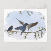Sommerschwalben Postkarte (Vorderseite)