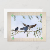Sommerschwalben Postkarte (Vorne/Hinten)