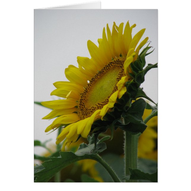 Sommerserie Sonnenblumen (Vorne)