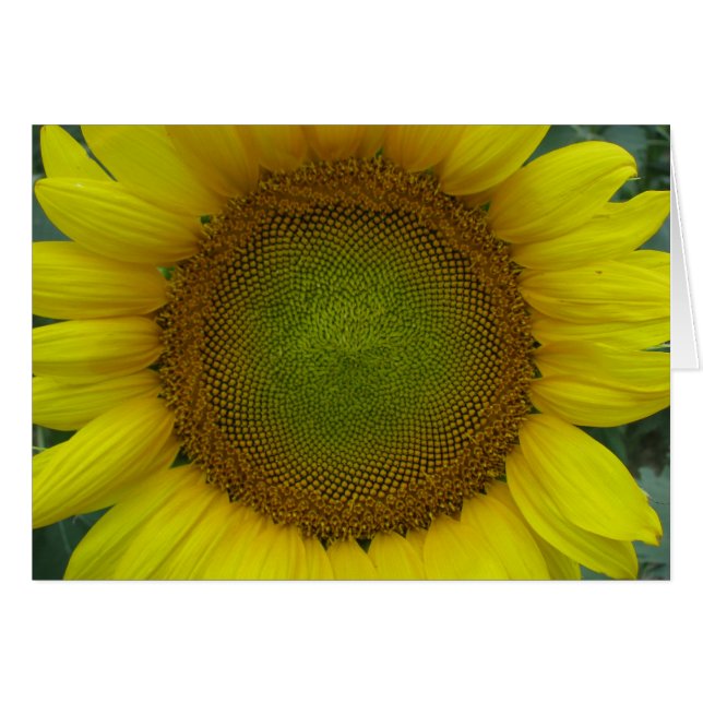 Sommerserie Sonnenblumen (Vorderseite (Horizontal))