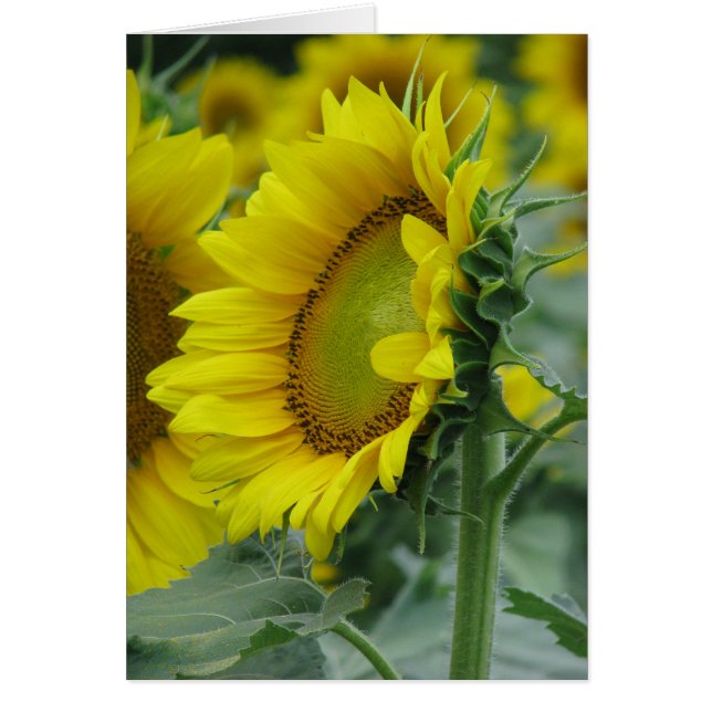 Sommerserie Sonnenblumen (Vorne)