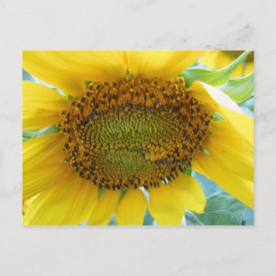 Sommerserie Sonnenblumen Postkarte