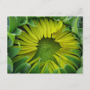 Sommerserie Sonnenblumen Postkarte