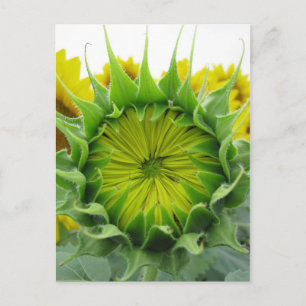 Sommerserie Sonnenblumen Postkarte