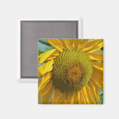 Sommersonnenblume Magnet (Vorderseite/Rückseite)