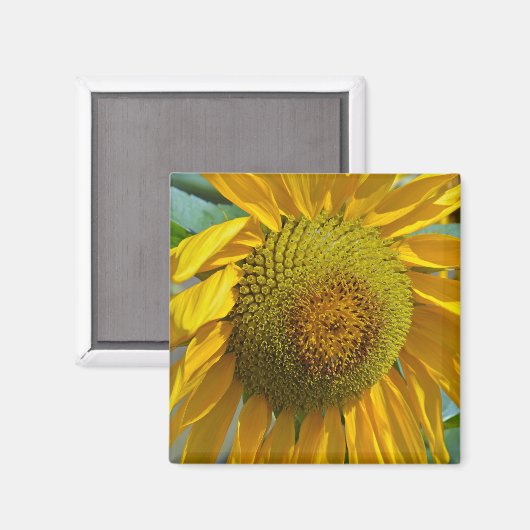 Sommersonnenblume Magnet (Vorderseite/Rückseite)