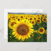 Sommersonnenblumen Postkarte (Vorne/Hinten)