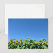 Sommersonnenblumen Postkarte (Vorne/Hinten)