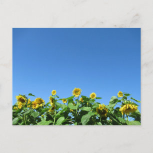 Sommersonnenblumen Postkarte