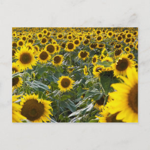 Sommersonnendusche Postkarte