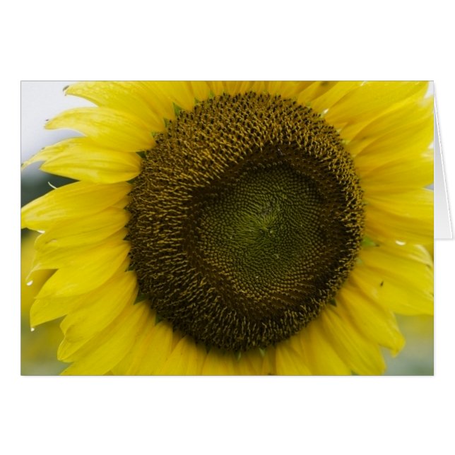 Sommersonnenschein (Vorderseite (Horizontal))