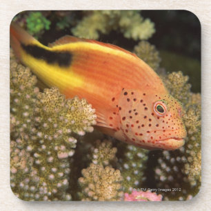 Sommersprossige hawkfish Stangen auf steinigen Getränkeuntersetzer