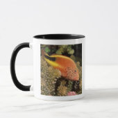 Sommersprossige hawkfish Stangen auf steinigen Tasse (Links)
