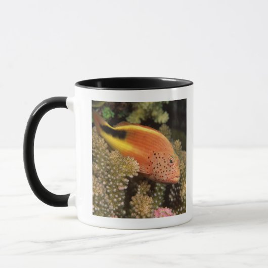 Sommersprossige hawkfish Stangen auf steinigen Tasse (Links)