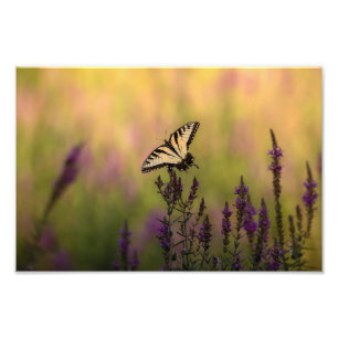 Sommerszene, Schmetterling und Loosestrife Fotodruck