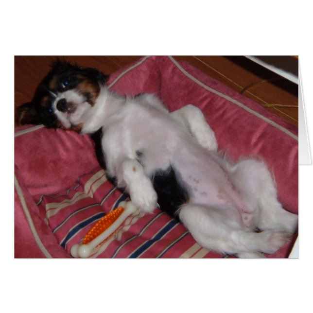 Sommertage der Hunde (Vorderseite (Horizontal))