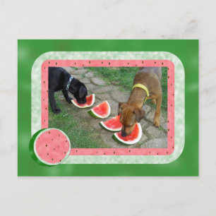 Sommertage der Hunde Postkarte
