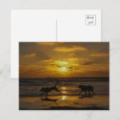 Sommertage der Hunde Postkarte (Vorne/Hinten)
