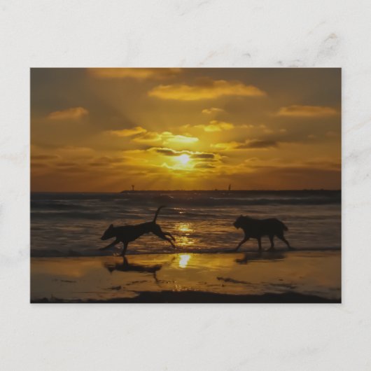 Sommertage der Hunde Postkarte (Vorderseite)